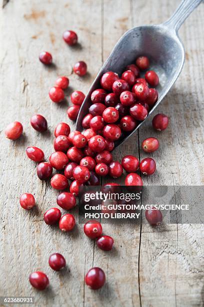 cranberries - cramberry stock-fotos und bilder