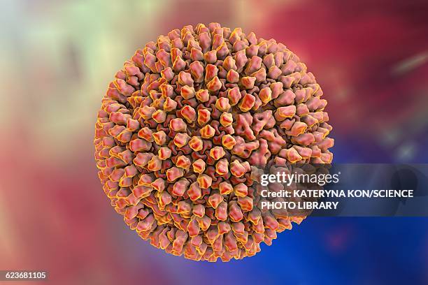reovirus, illustration - reovirus stock illustrations