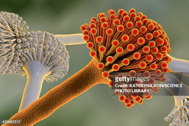 aspergillus, illustration - fungal mold stock illustrations