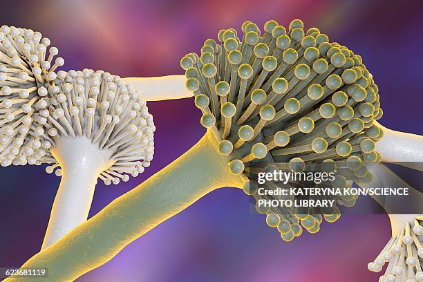 aspergillus, illustration - aspergillosis stock illustrations