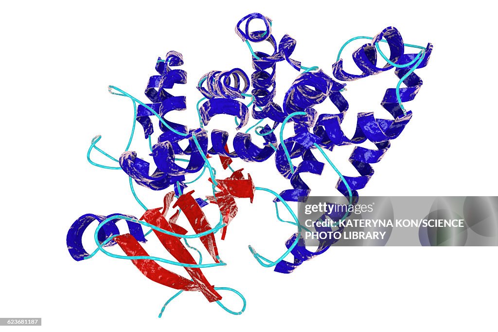 Nitrate reductase molecule, illustration