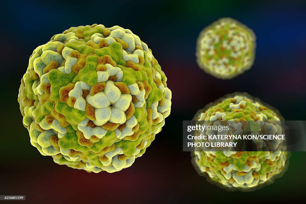 Enterovirus D68, illustration