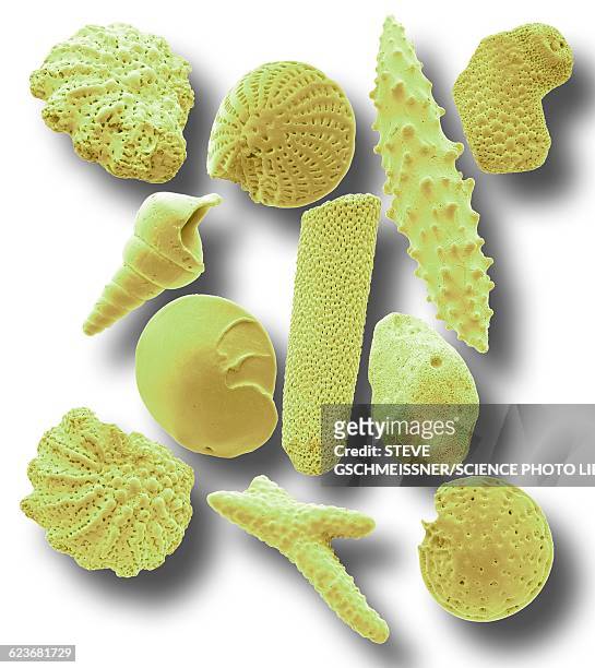 microfossils, sem - spicule stock pictures, royalty-free photos & images