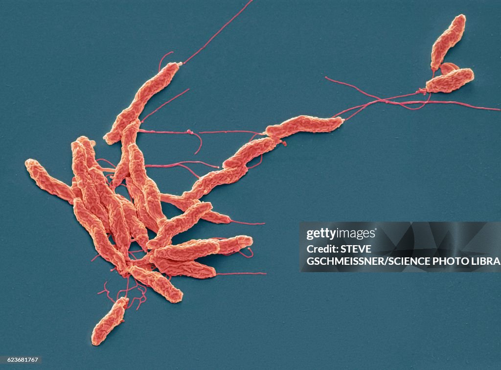 Campylobacter jejuni bacteria, SEM