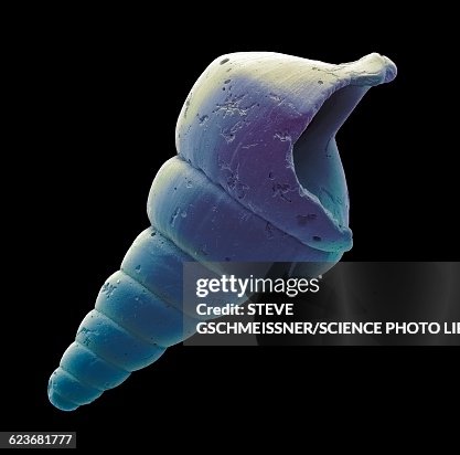Gastropod microfossil, SEM Gastropod microfossil, SEM