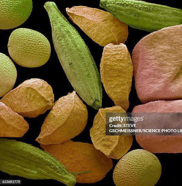 panch phoran, sem - microscopie photos et images de collection