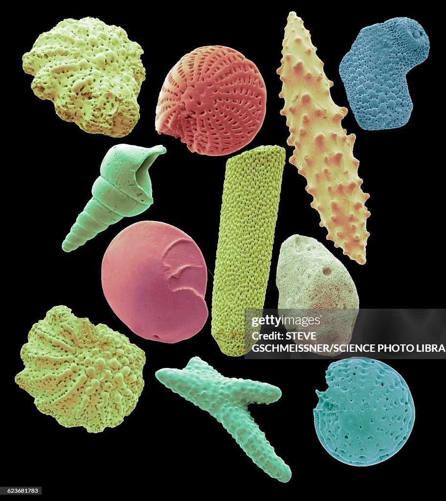 Microfossils, SEM