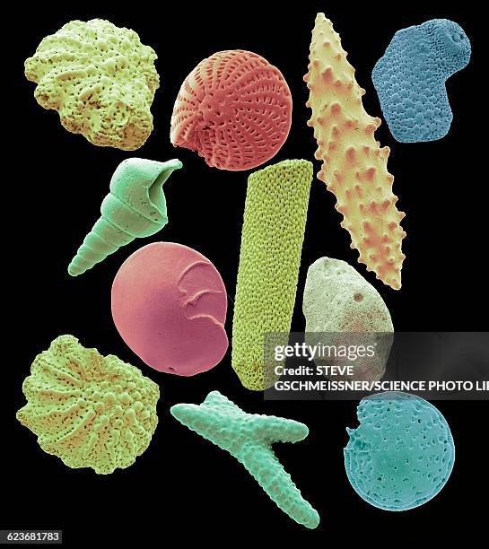 microfossils, sem - shell fossil stock pictures, royalty-free photos & images