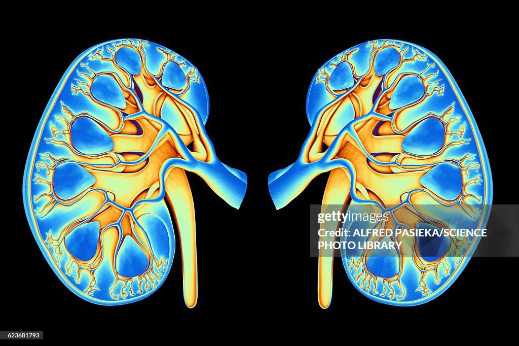 Human kidneys, artwork