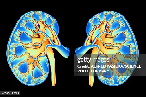 Human kidneys, artwork Human kidneys, artwork