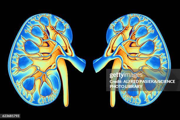 human kidneys, artwork - human kidney illustrations stock illustrations