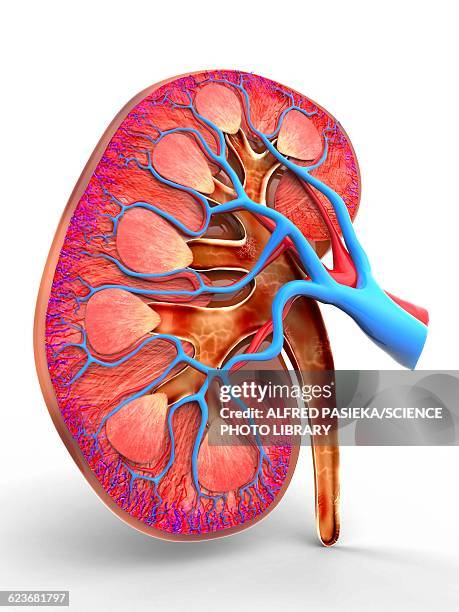 human kidney, cut-away computer artwork - human kidney illustrations stock illustrations