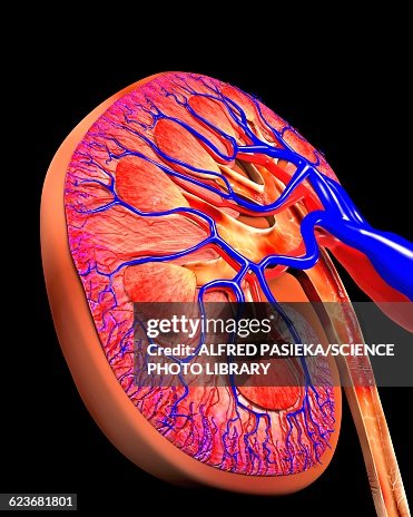 Human kidney, cut-away computer artwork Human kidney, cut-away computer artwork