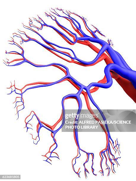 ilustraciones, imágenes clip art, dibujos animados e iconos de stock de human kidney, blood supply, artwork - vena humana