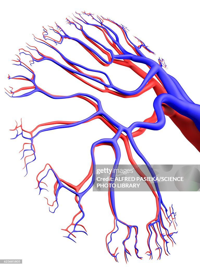 Human kidney, blood supply, artwork