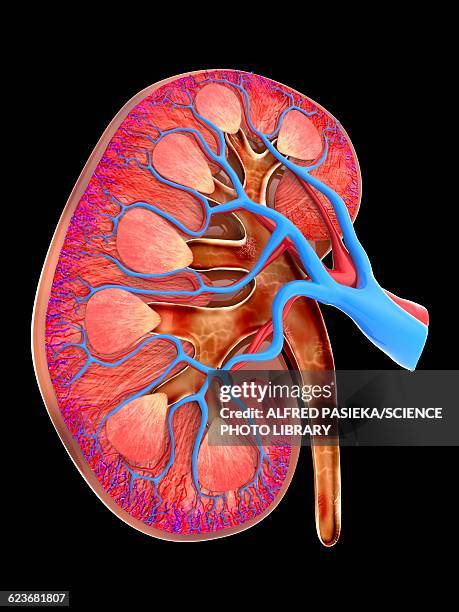 human kidney, cut-away computer artwork - kidney nephron stock illustrations