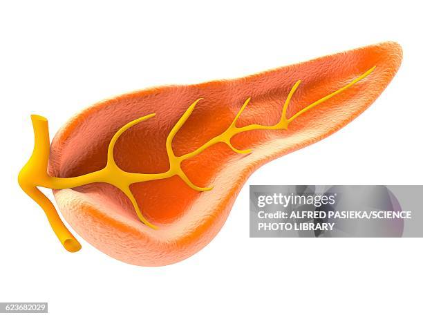 cross section of pancreas, artwork - human pancreas stock illustrations