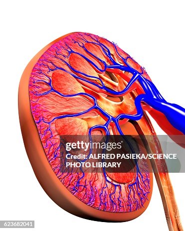 Human kidney, cut-away computer artwork Human kidney, cut-away computer artwork