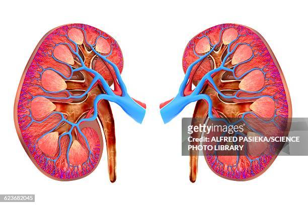 human kidneys, artwork - kidneys stock-grafiken, -clipart, -cartoons und -symbole