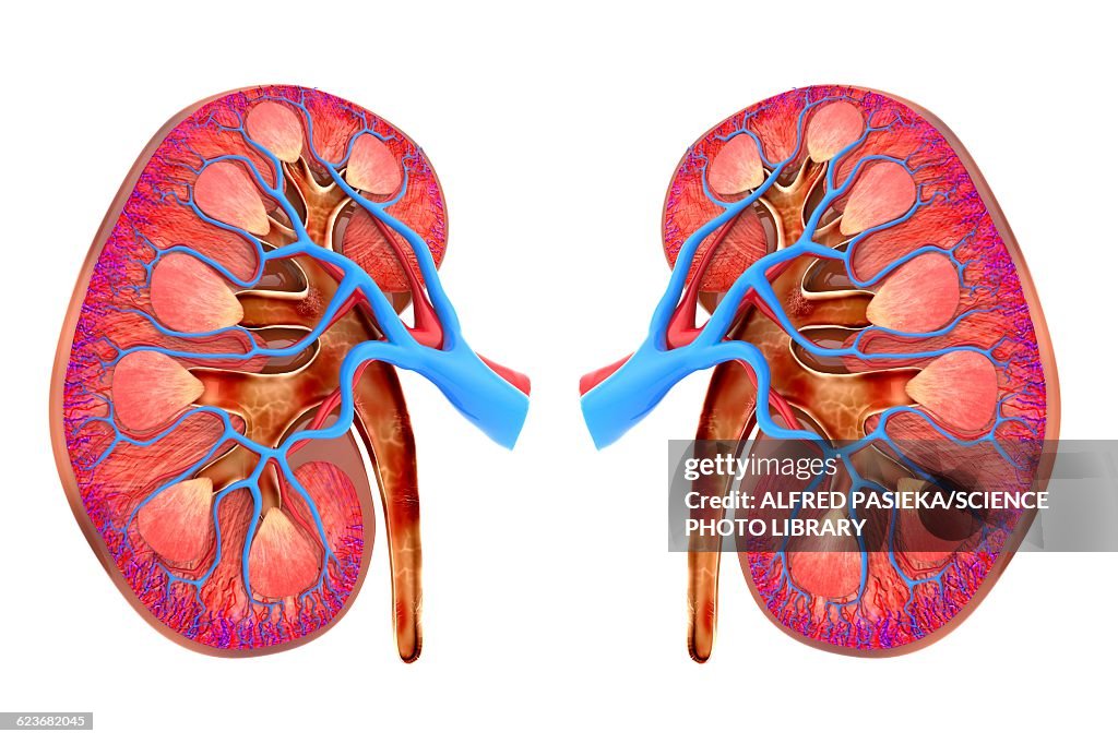 Human kidneys, artwork