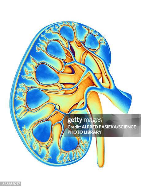 Kidney Desktop 238 Renal Capsule Stock Photos, High-Res Pictures, and Images - Getty ...