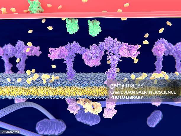 insulin binding to insulin receptor - blood glucose stock illustrations