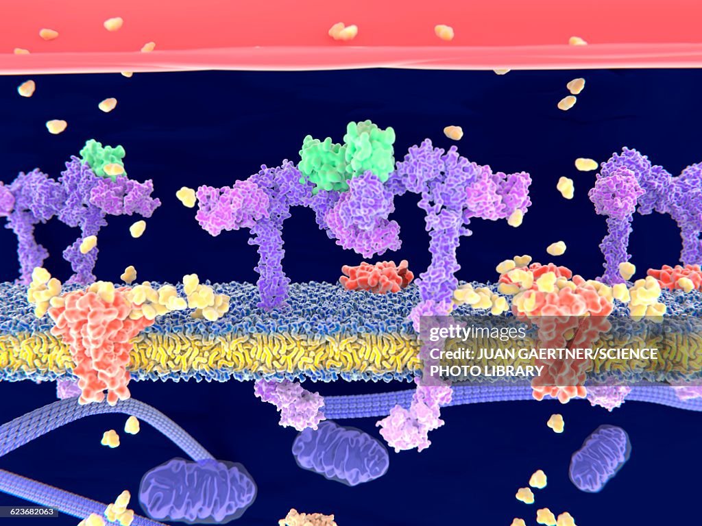 Insulin binding to insulin receptor