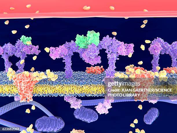 insulin binding to insulin receptor - insulin molecule stock illustrations