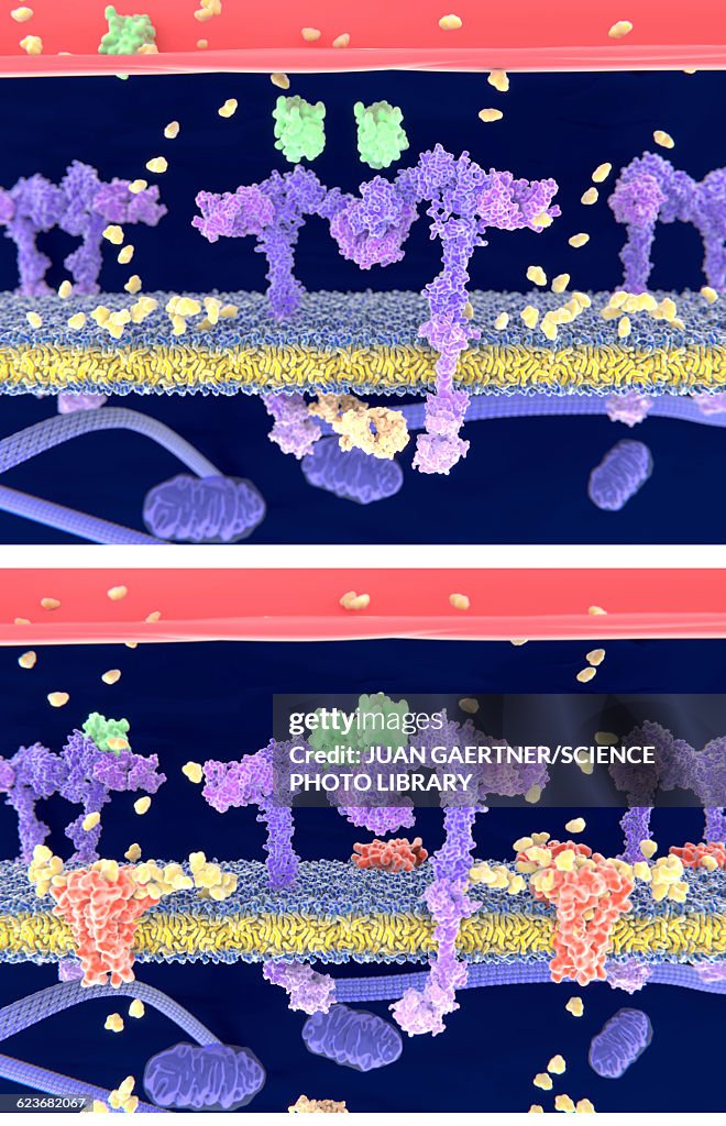 Insulin binding to insulin receptor