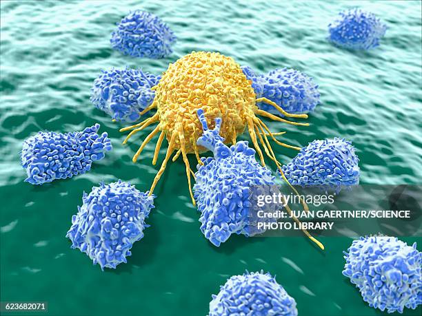 lymphocytes attacking a cancer cell - lymphocyte stock illustrations