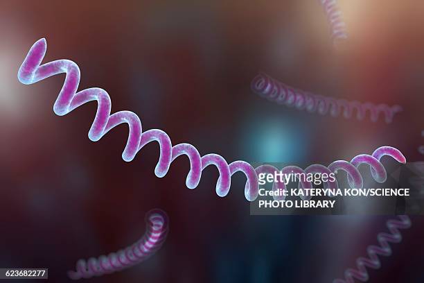 ilustrações de stock, clip art, desenhos animados e ícones de syphilis bacteria, illustration - treponema pallidum