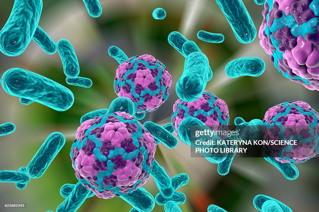 Bacteria and hepatitis A virus