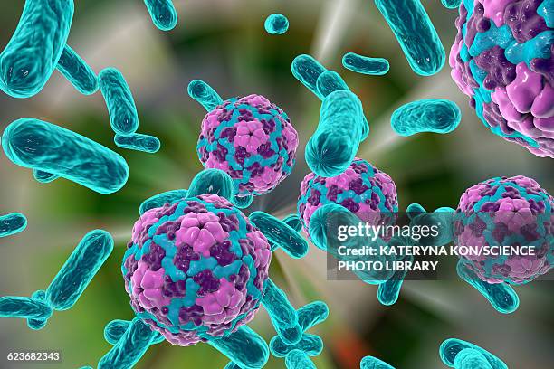 bacteria and hepatitis a virus - hepatitis a stock-grafiken, -clipart, -cartoons und -symbole