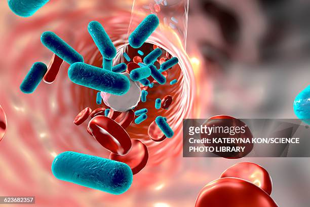 bacteria in blood, illustration - salmonella bacteria stock-grafiken, -clipart, -cartoons und -symbole