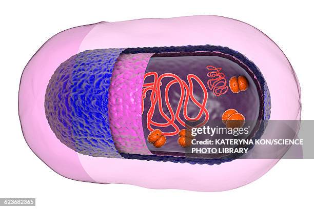 structure of bacteria cell, illustration - zoologie stock-grafiken, -clipart, -cartoons und -symbole