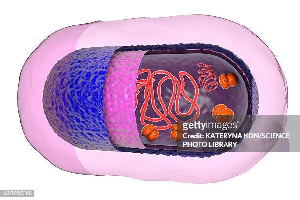 ilustraciones, imágenes clip art, dibujos animados e iconos de stock de structure of bacteria cell, illustration - zoology