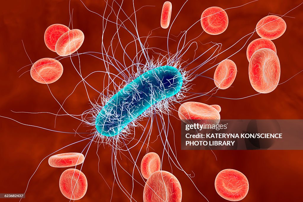 Escherichia coli bacteria, illustration