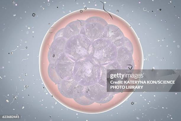 human embryo, illustration - menschliche zelle stock-grafiken, -clipart, -cartoons und -symbole