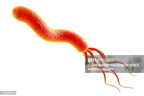 helicobacter pylori bacterium - gastric ulcer stock illustrations