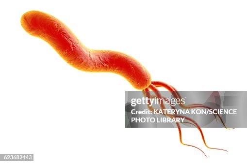 Helicobacter pylori bacterium Helicobacter pylori bacterium