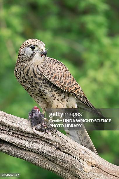 kestrel feeding on a mouse - common kestrel stock pictures, royalty-free photos & images