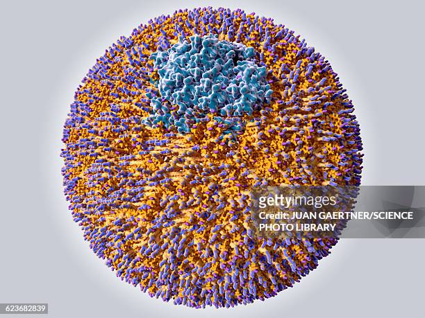 low density lipoprotein particle - good cholesterol stock illustrations