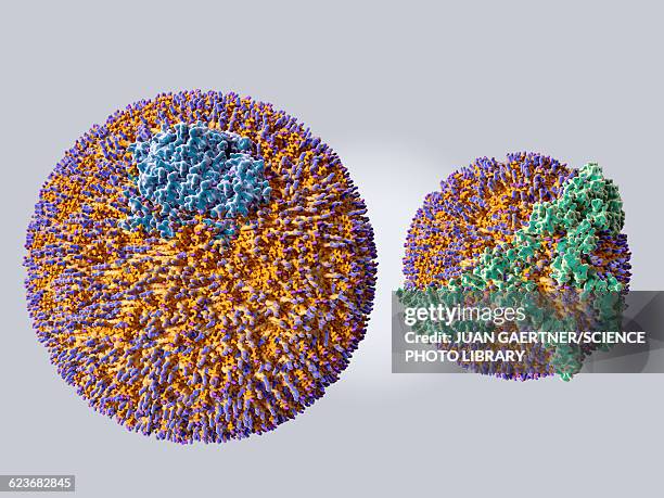ldl and hdl particles, illustration - lipid stock-grafiken, -clipart, -cartoons und -symbole