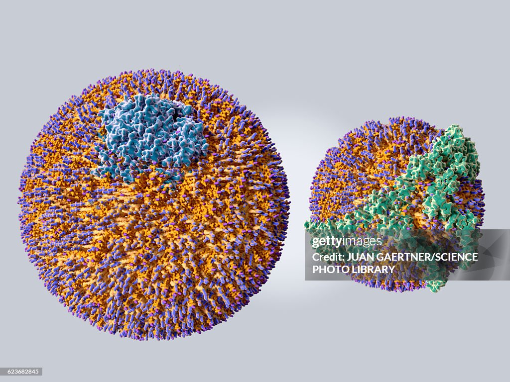 LDL and HDL particles, illustration