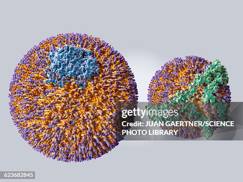 LDL and HDL particles, illustration LDL and HDL particles, illustration