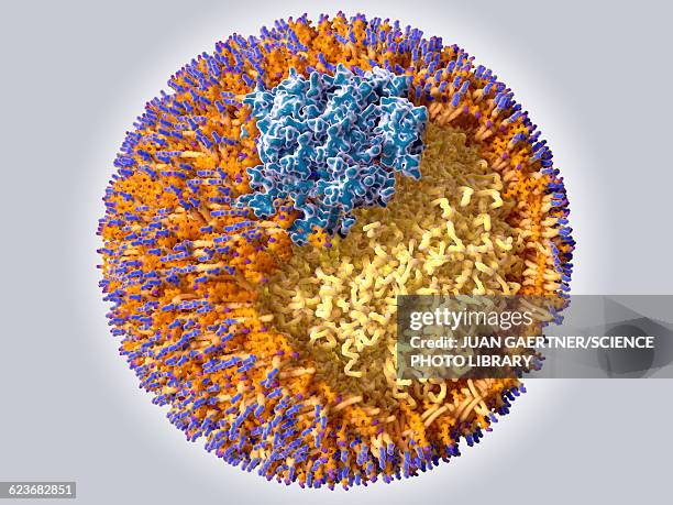 structure of an ldl particle - low density lipoprotein stock illustrations