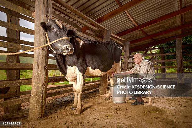 man milking a cow in a barn - milking stock pictures, royalty-free photos & images