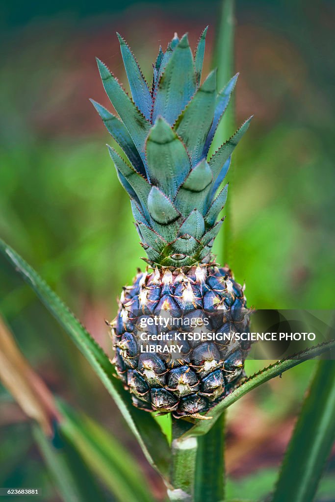 Pineapple growing on plant
