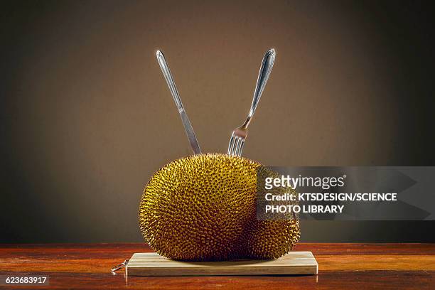 jackfruit on table - jackfruit foto e immagini stock