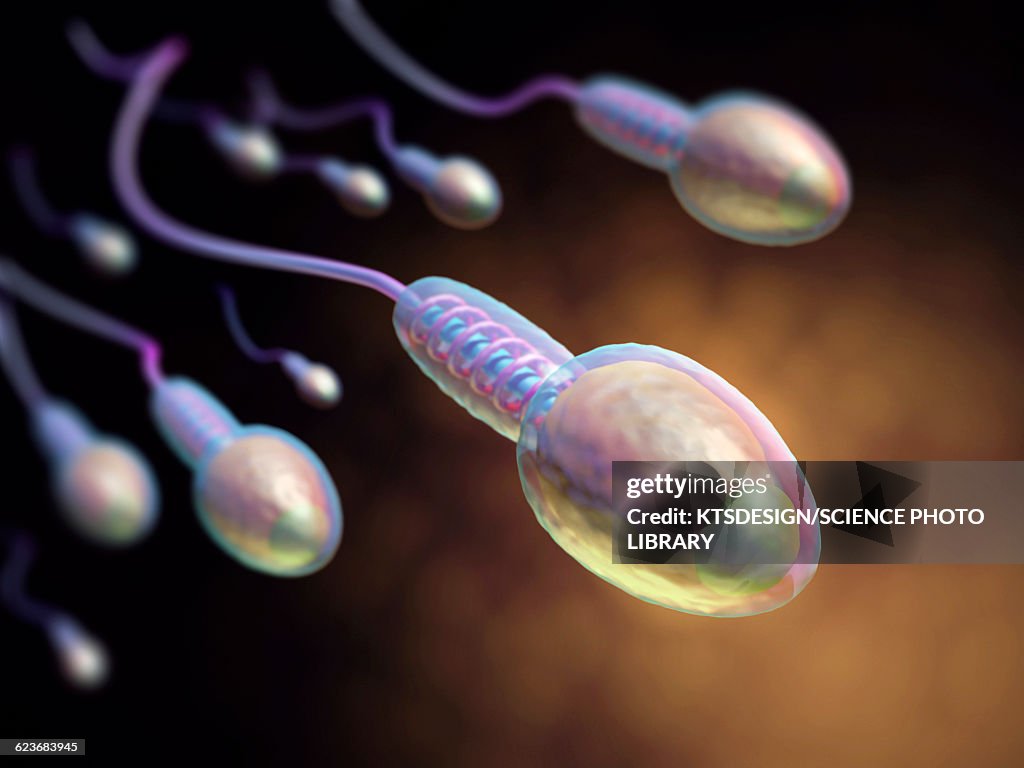 Human sperm